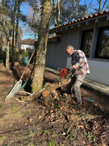 Photo de galerie - Elagage et coupe d'arbres