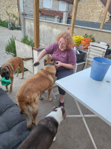 Photo de galerie - Hélios a eu le droit a plusieurs séances de brossages pendant sa garde d'une semaine en juillet 2025.