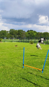 Photo de galerie - Jeux et agility 