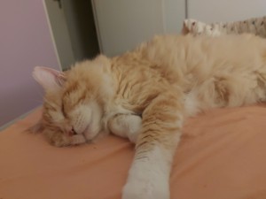 Photo de galerie - Clafoutis est 1 chat que j ai sauvé dans 1 refuge .
Il a été maltraité et je lui ai comblé beaucoup d amour . Il est epanoui maintenant. 