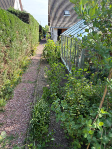 Photo de galerie - Taille haie 3m de haut 2 m de large sur 50 m