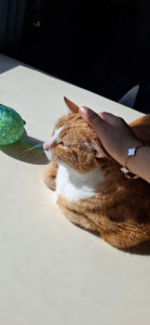 Photo de galerie - Garde chat