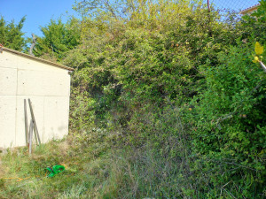 Photo de galerie - Débroussaillage et Nettoyage d'Herbe et Ronces 