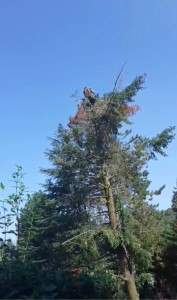 Photo de galerie - Abattage d’un arbre par démontage