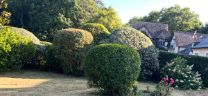 Photo de galerie - Taille de haies annuelle