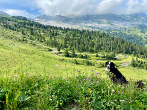 Photo de galerie - Garde chien