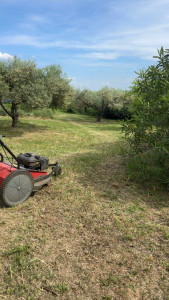 Photo de galerie - Tonte de pelouse - Débroussaillage