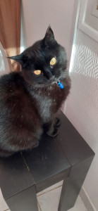 Photo de galerie - Chat pension