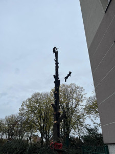 Photo de galerie - Elagage et coupe d'arbres