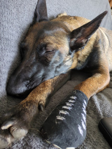 Photo de galerie - Themis en garde à domicile