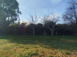 Photo de galerie - Taille de haies et d'arbustes