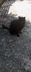 Photo de galerie - Garde chat