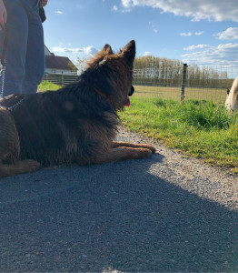 Photo de galerie - Promenade/garde de chien 