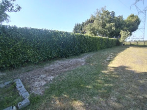 Photo de galerie - Taille de haie avec rabattage de la  hauteur.
