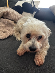 Photo de galerie - Garde chien