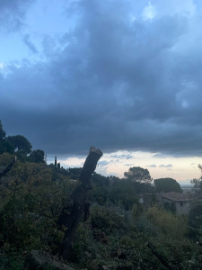 Photo de galerie - Elagage et coupe d'arbres