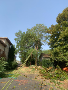 Photo de galerie - Abattage d’arbre par démontage 