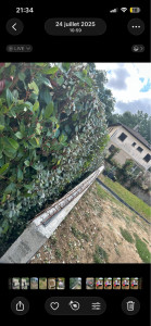 Photo de galerie - Taille de haie