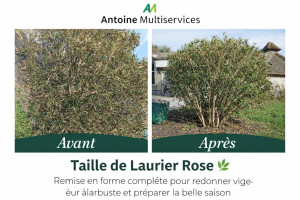 Photo de galerie - Taille d'un laurier