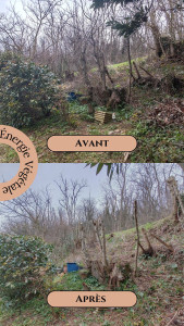 Photo de galerie - Elagage et coupe d'arbres