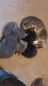Photo de galerie - Transit de bébés chatons