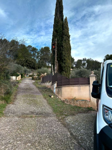 Photo de galerie - Abattage par démontage d'un cyprès mort sur pied. 