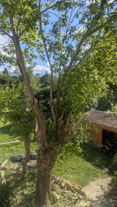 Photo de galerie - Elagage et coupe d'arbres