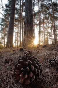 Photo de galerie - Paysagiste - Aménagement du jardin