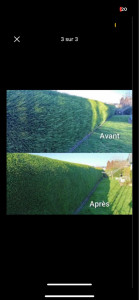 Photo de galerie - Taille de haies et d'arbustes