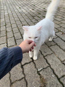 Photo de galerie - Garde chat 