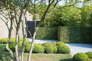 Photo de galerie - Taile des haies,Tonte de pelouse 