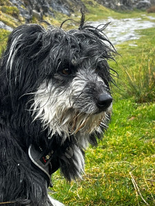 Photo de galerie - J’aime les animaux et marche souvent autant faire plaisir à un toutou en le sortant aux alentours de Urt 