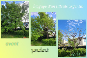 Photo de galerie - Élagage d'un tilleuls argentin 