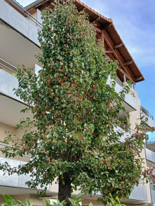 Photo de galerie - Elagage et coupe d'arbres