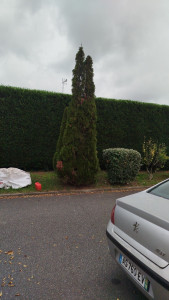 Photo de galerie - Taille de haie 