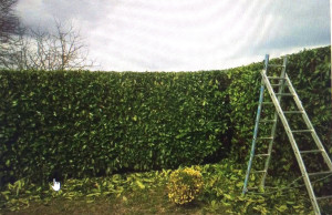 Photo de galerie - Taille haie