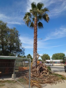 Photo de galerie - élagage palmiers Washingtonia