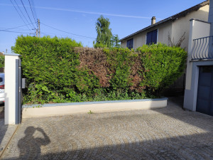 Photo de galerie - Abattage/ suppression de haie de thuyas et plantation d'une nouvelle haie de photinia 