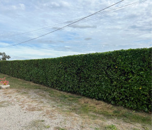 Photo de galerie - Taille de haies et d'arbustes