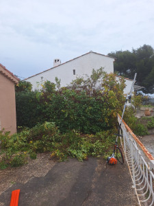 Photo de galerie - Taille de haies et d'arbustes