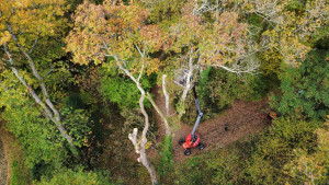 Photo de galerie - Démontage a la nacelle d'un chêne bis-santenaire
