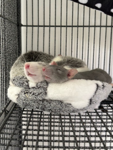 Photo de galerie - Même les NACS ! 