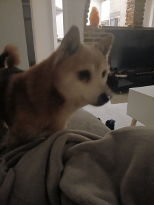 Photo de galerie - J ai gardé ce shiba adorable 1 mois