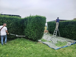 Photo de galerie - Taille haie