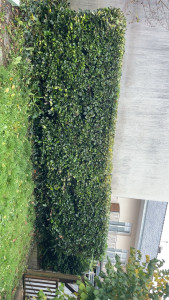 Photo de galerie - Taille de haies et d'arbustes