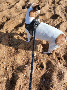 Photo de galerie - Garde chien