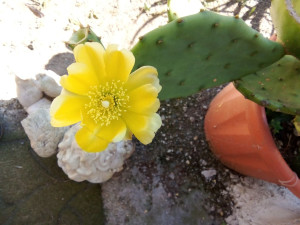 Photo de galerie - Entretien cactus 