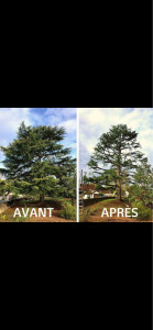 Photo de galerie - Elagage et coupe d'arbres