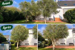 Photo de galerie - Taille d’Olivier non taillés depuis quelques années.
