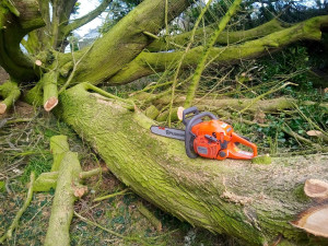 Photo de galerie - Tronçonnage arbre tombé 